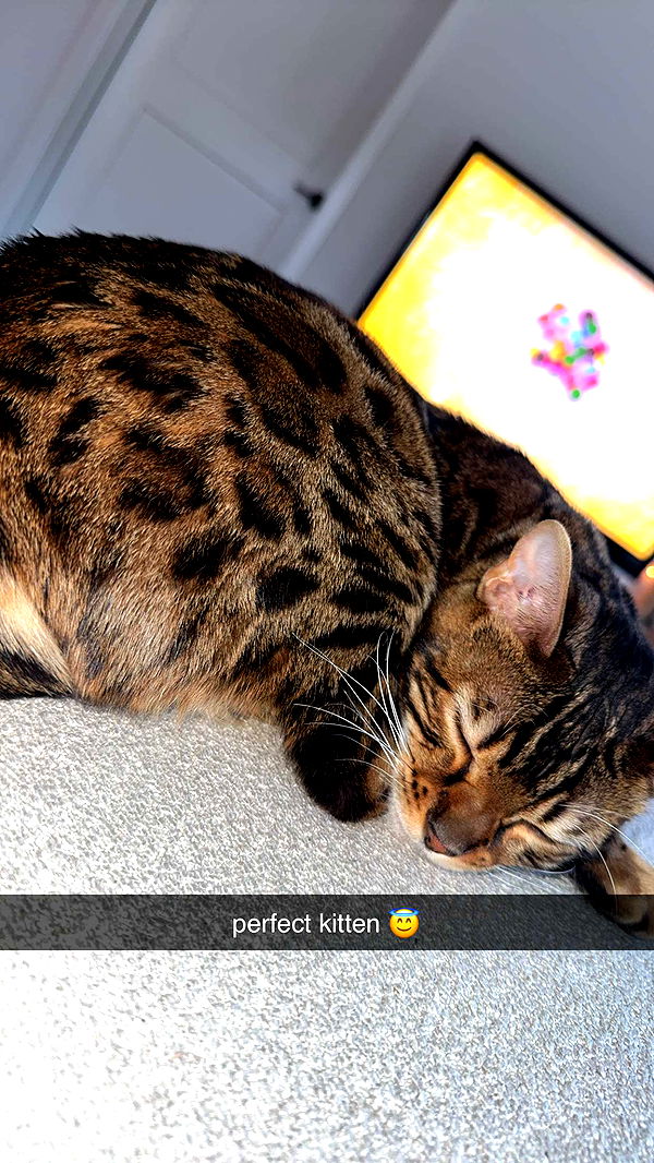 ameliabfit image ~ Altpins