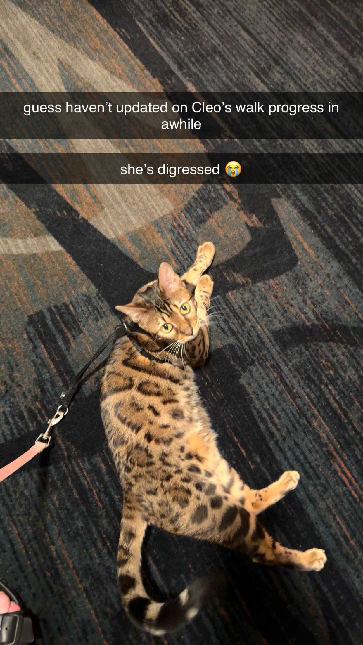 ameliabfit snapchat image archive image