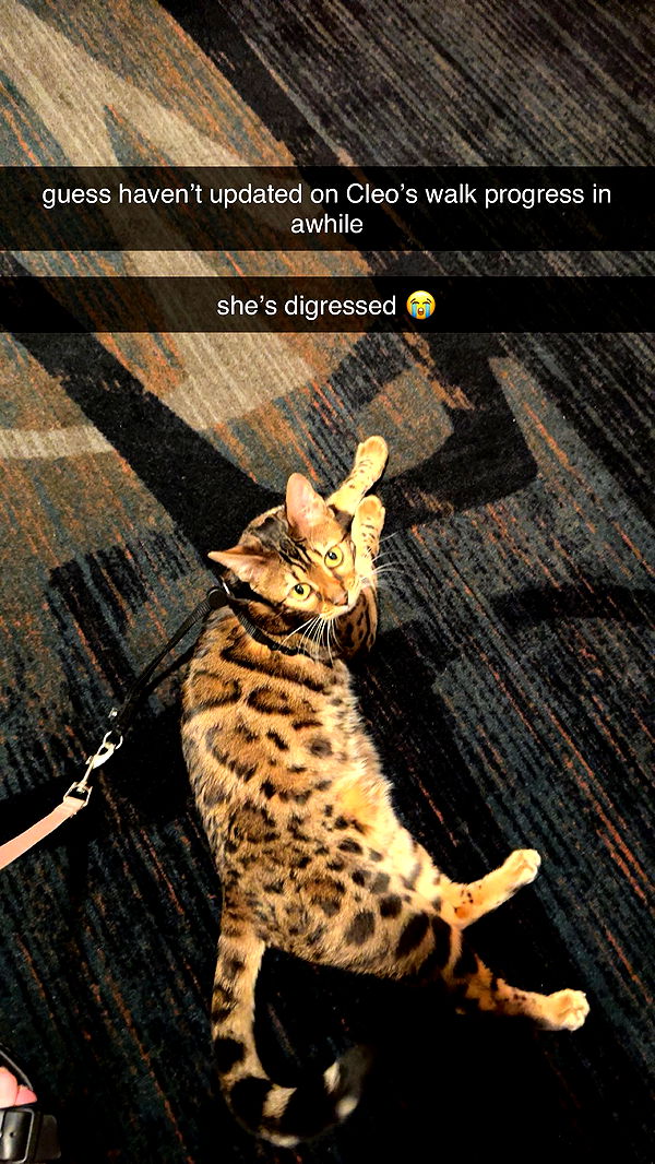 ameliabfit image ~ Altpins