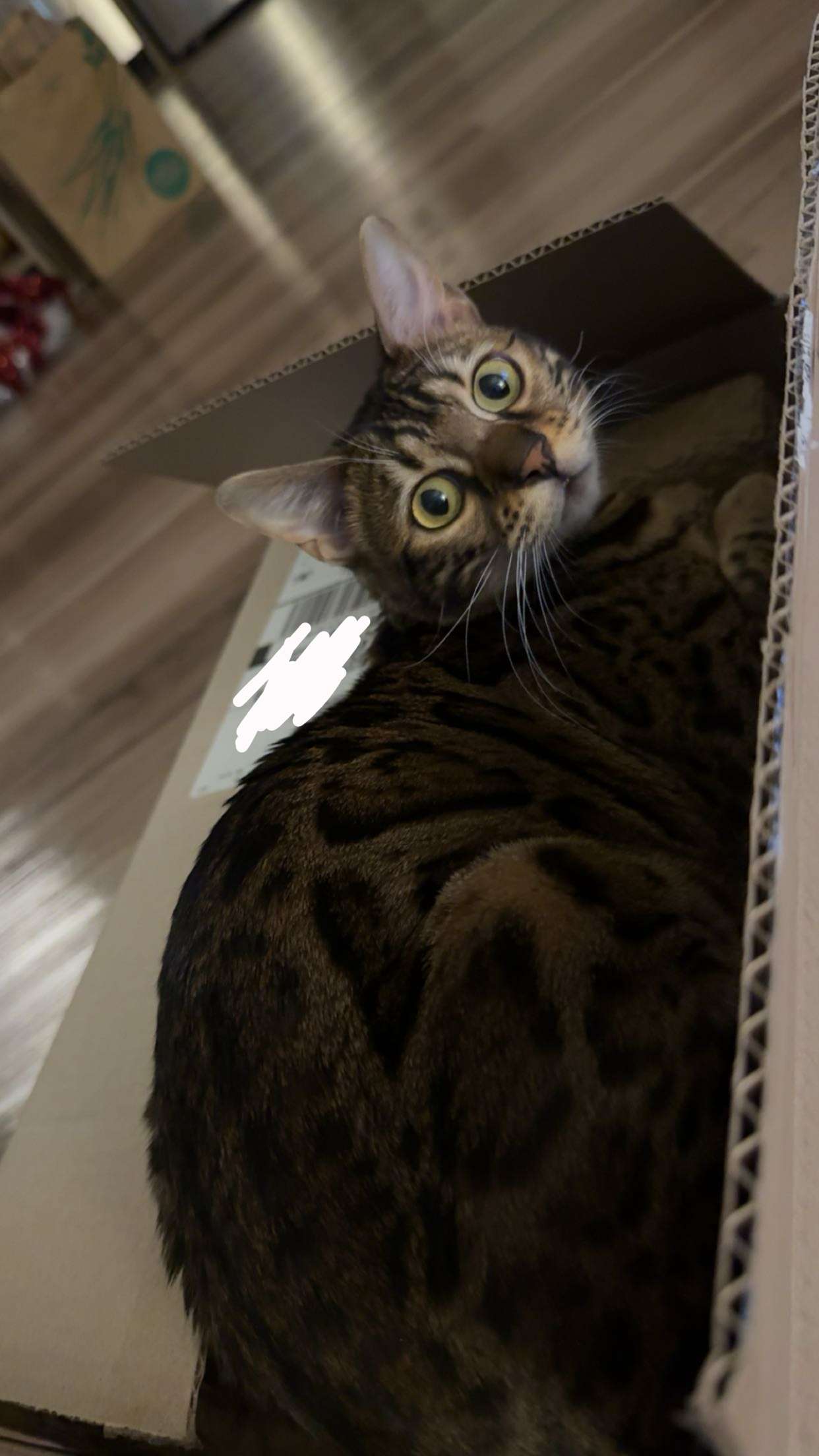 ameliabfit snapchat image archive image