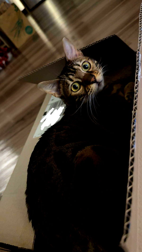 ameliabfit image ~ Altpins