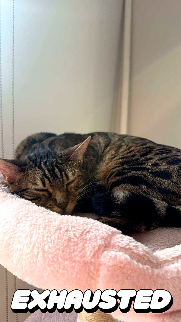 ameliabfit image ~ Altpins