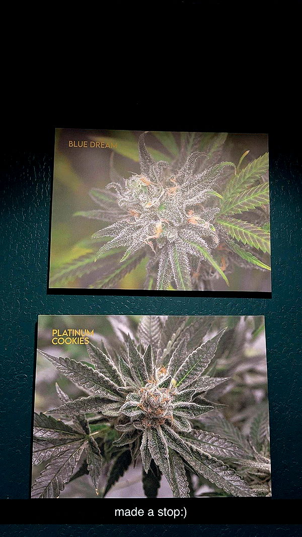 ameliabfit image ~ Altpins