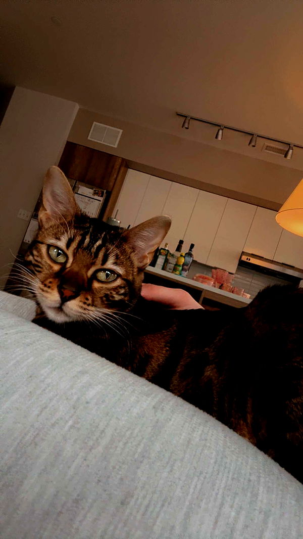 ameliabfit image ~ Altpins