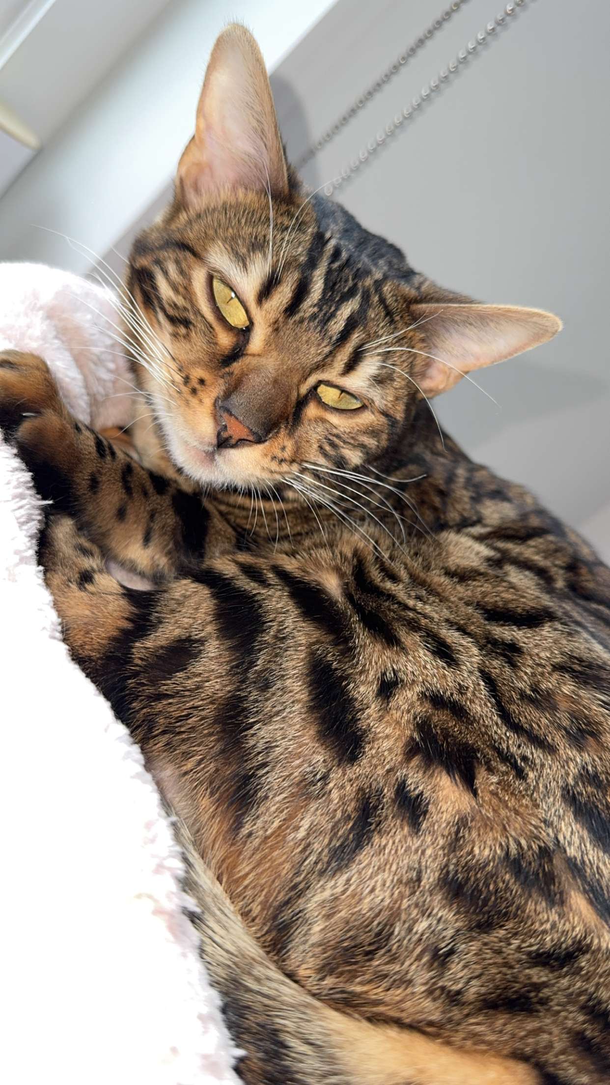 ameliabfit snapchat image archive image