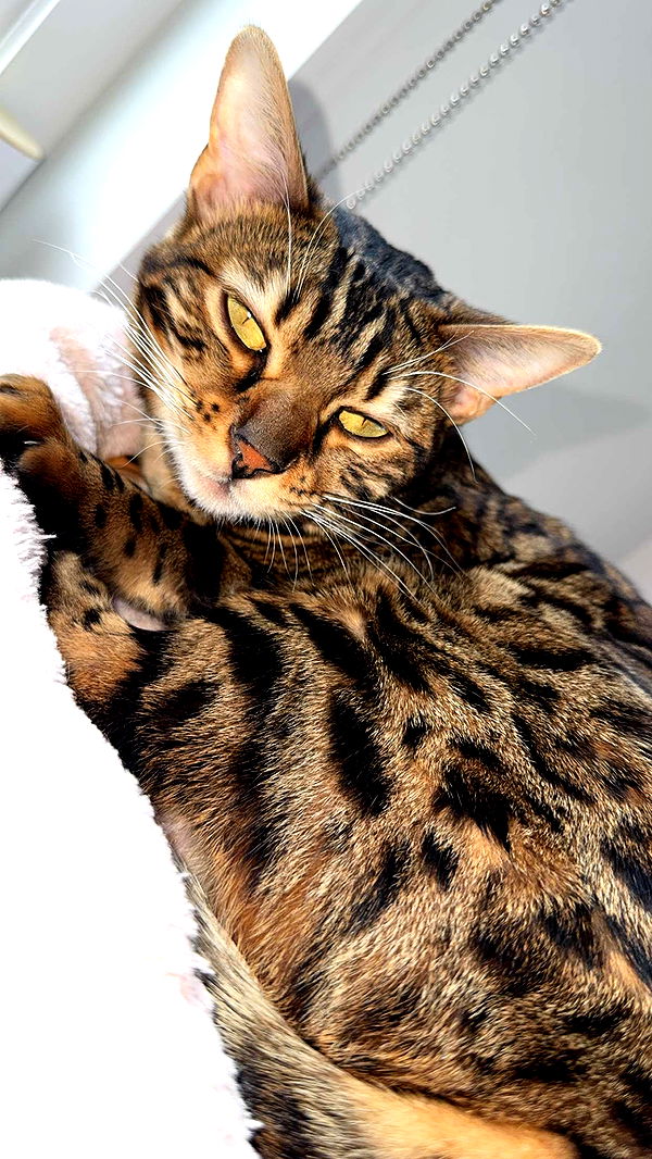 ameliabfit image ~ Altpins