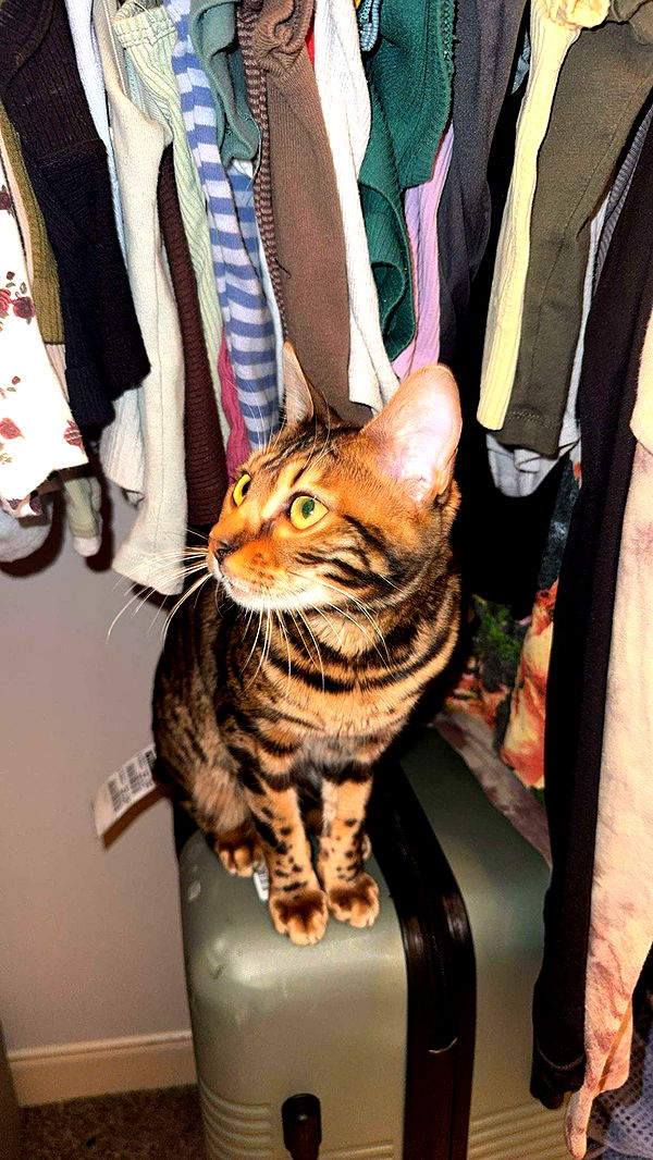 ameliabfit image ~ Altpins