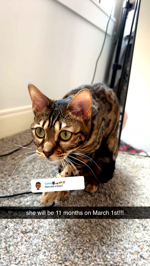 ameliabfit image ~ Altpins