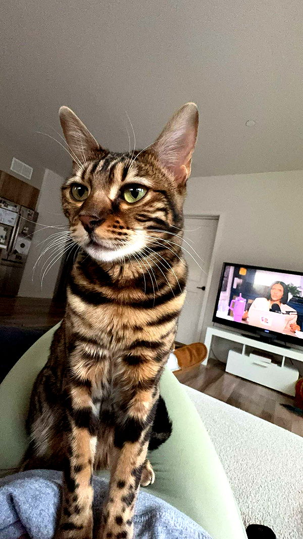 ameliabfit image ~ Altpins