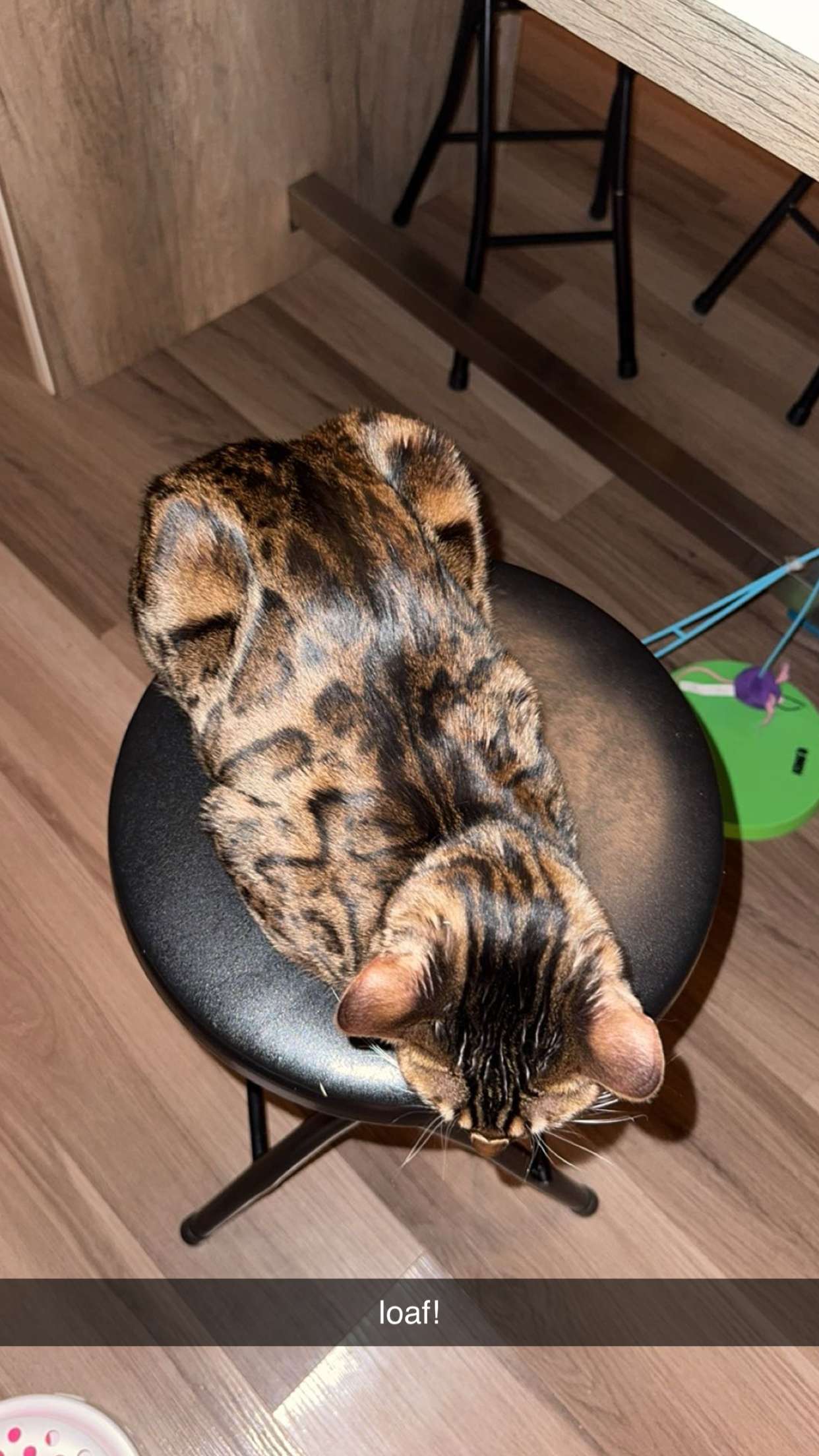 ameliabfit snapchat image archive image