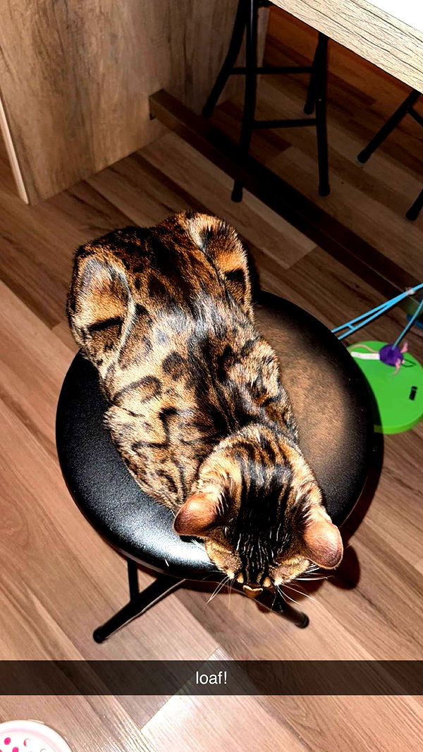 ameliabfit image ~ Altpins