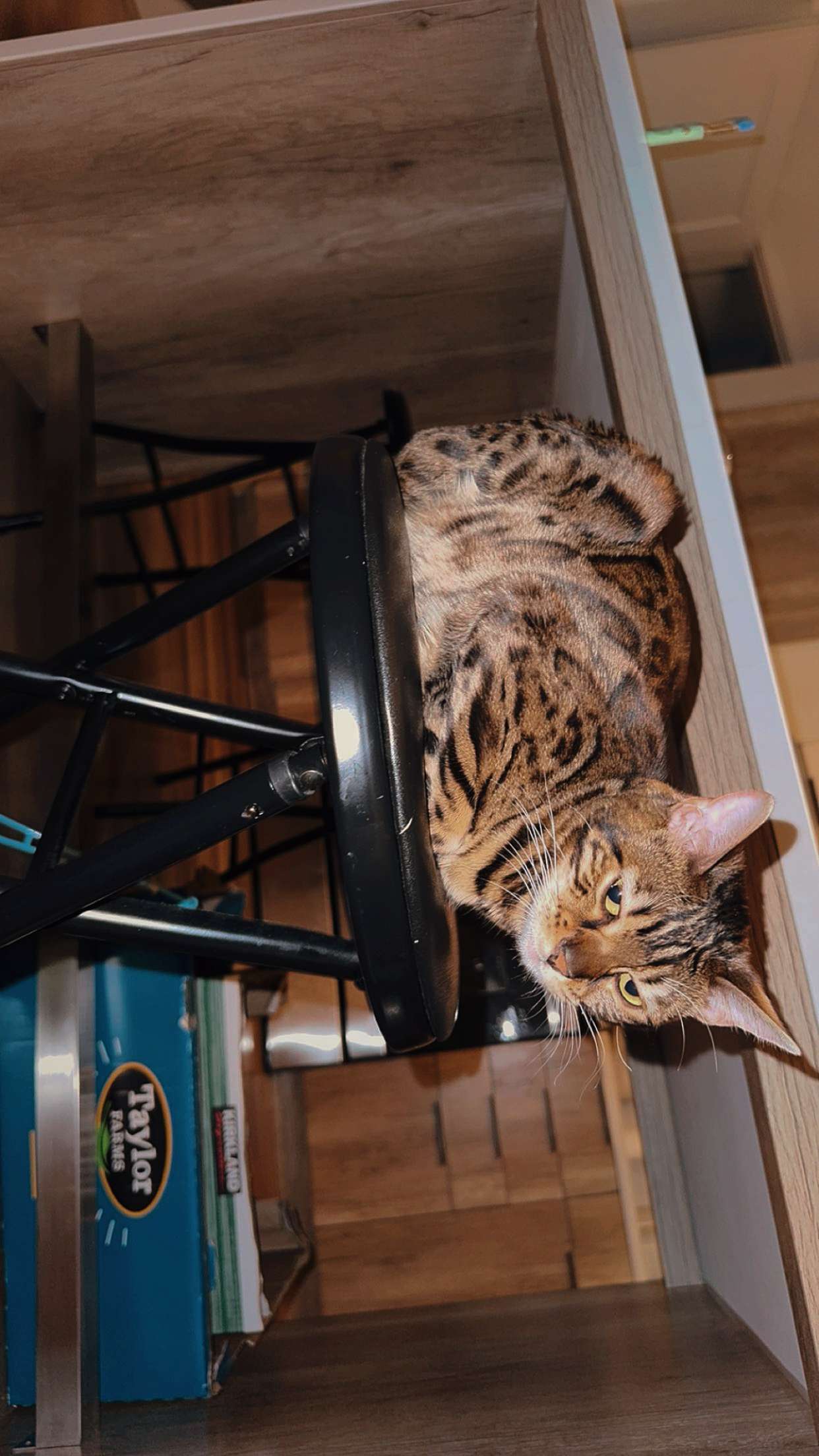 ameliabfit snapchat image archive image