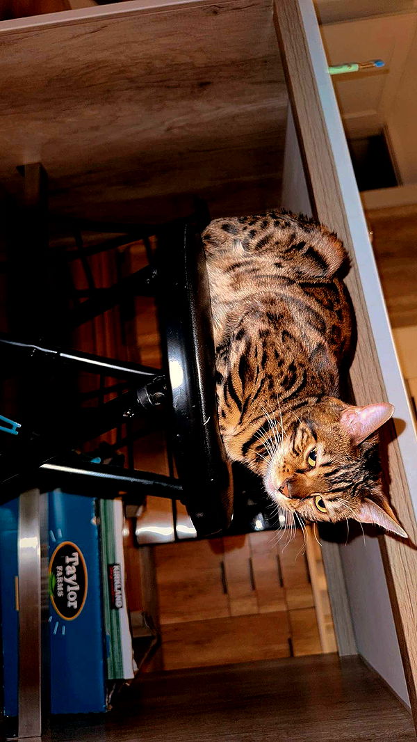 ameliabfit image ~ Altpins