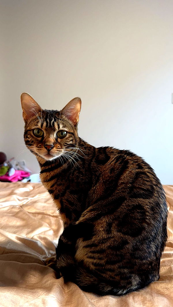 ameliabfit image ~ Altpins