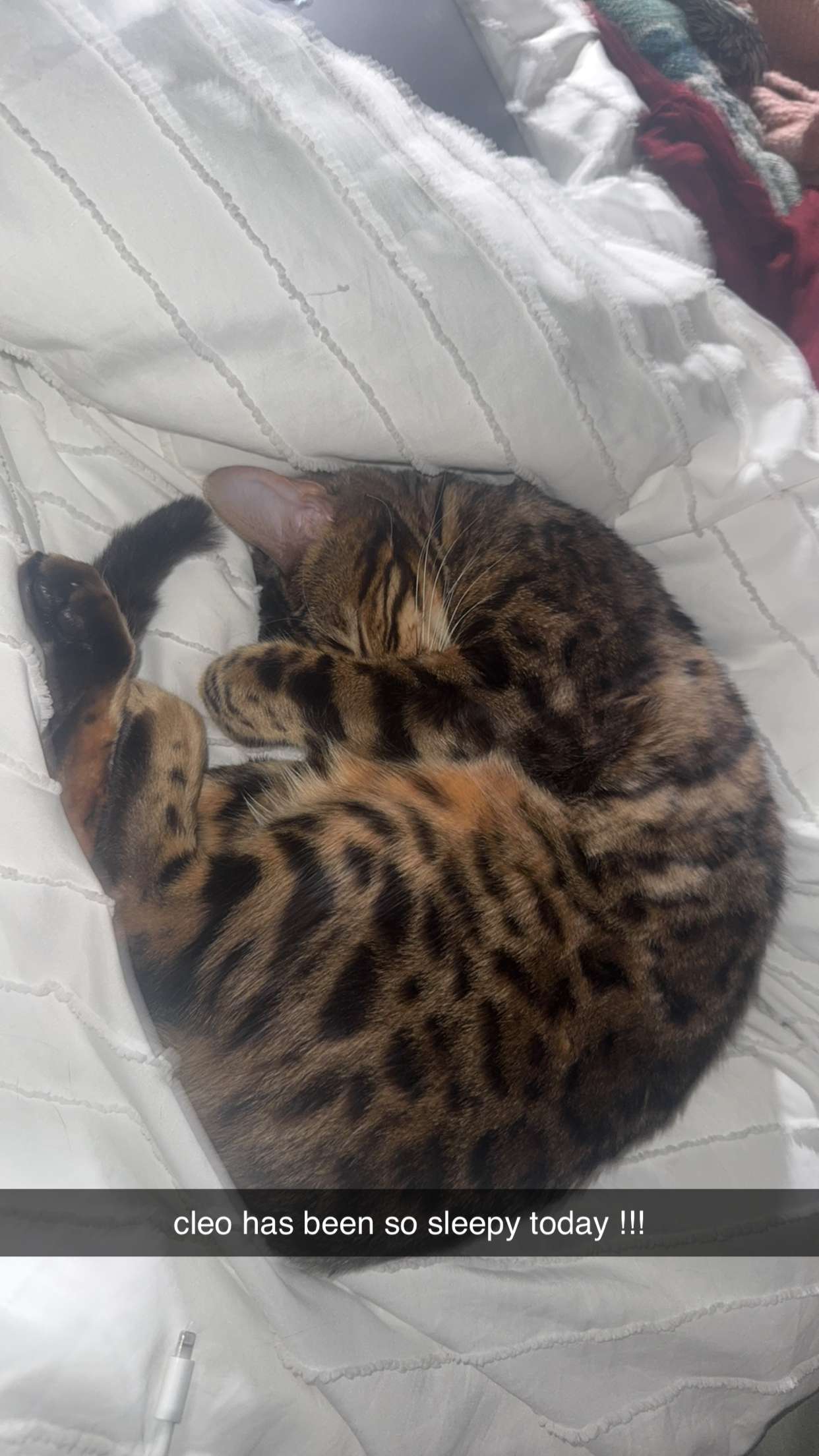 ameliabfit snapchat image archive image