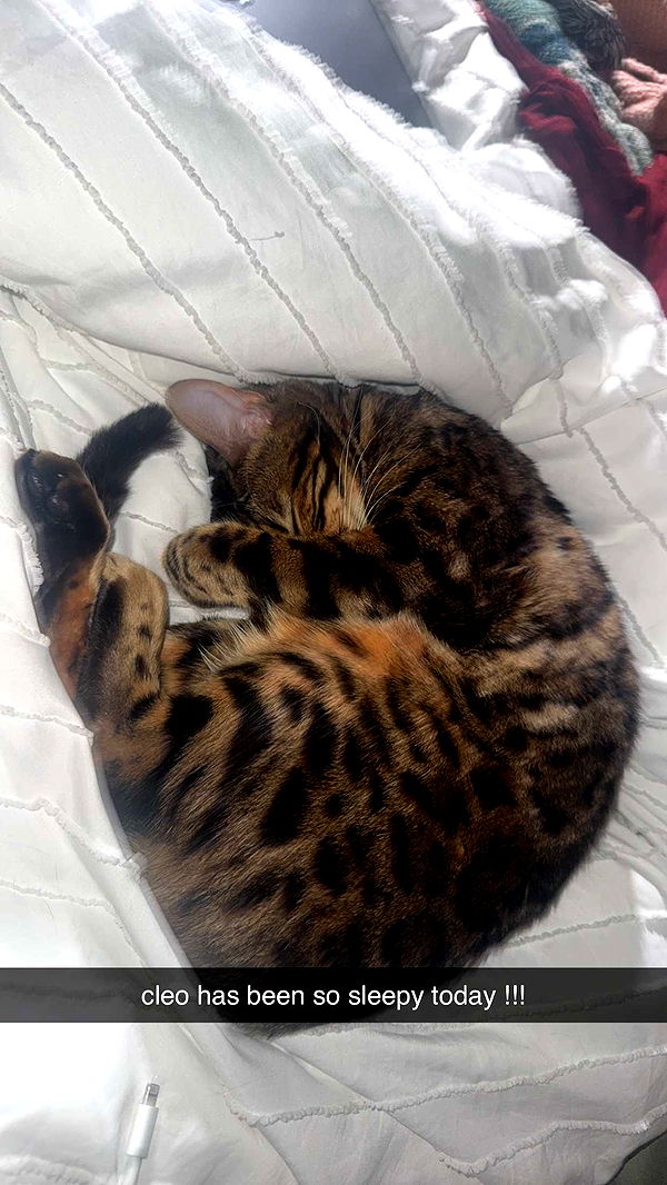 ameliabfit image ~ Altpins