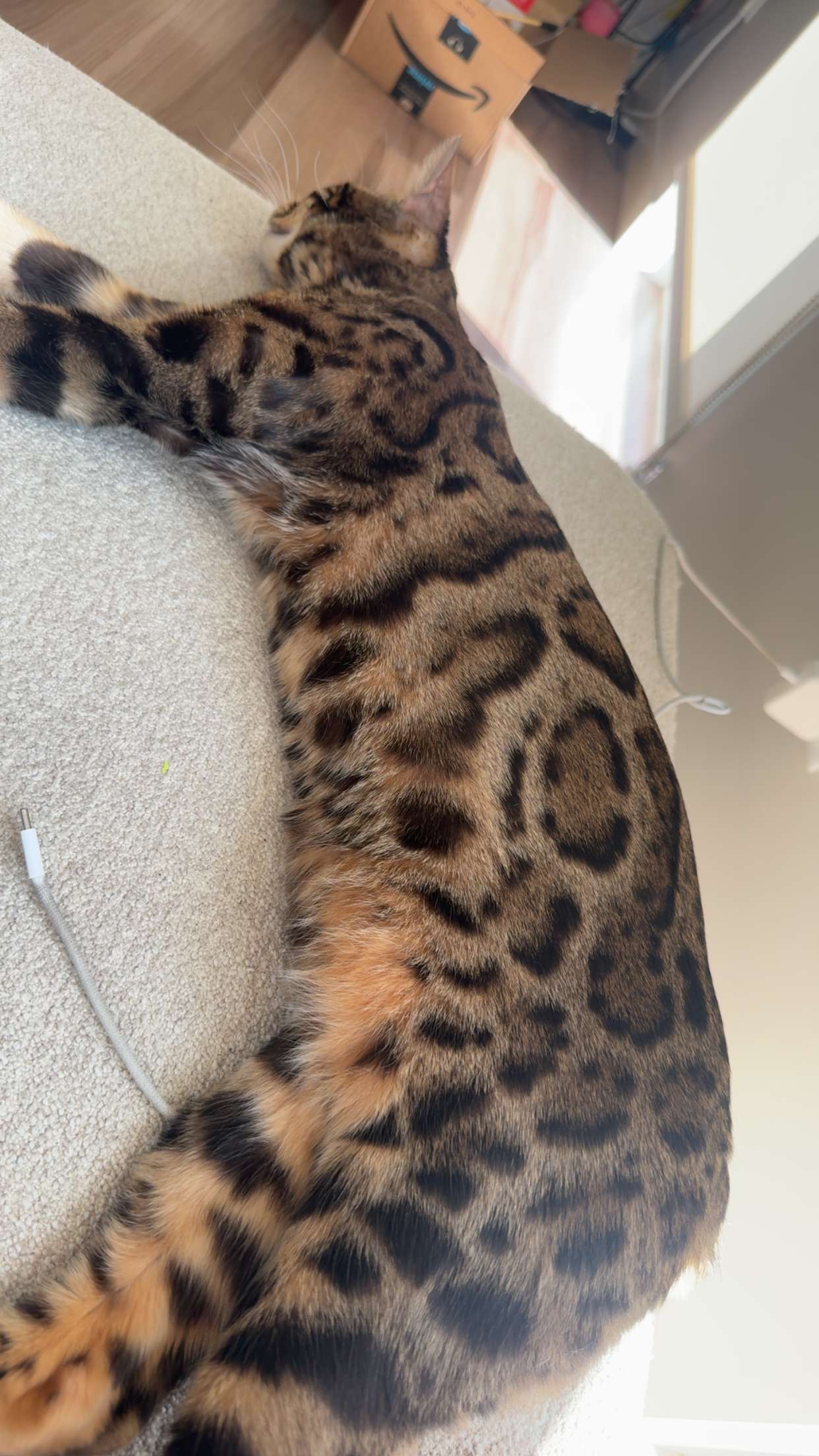 ameliabfit snapchat image archive image