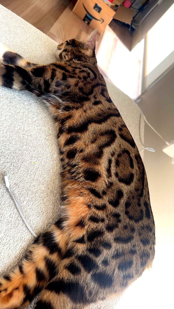 ameliabfit image ~ Altpins