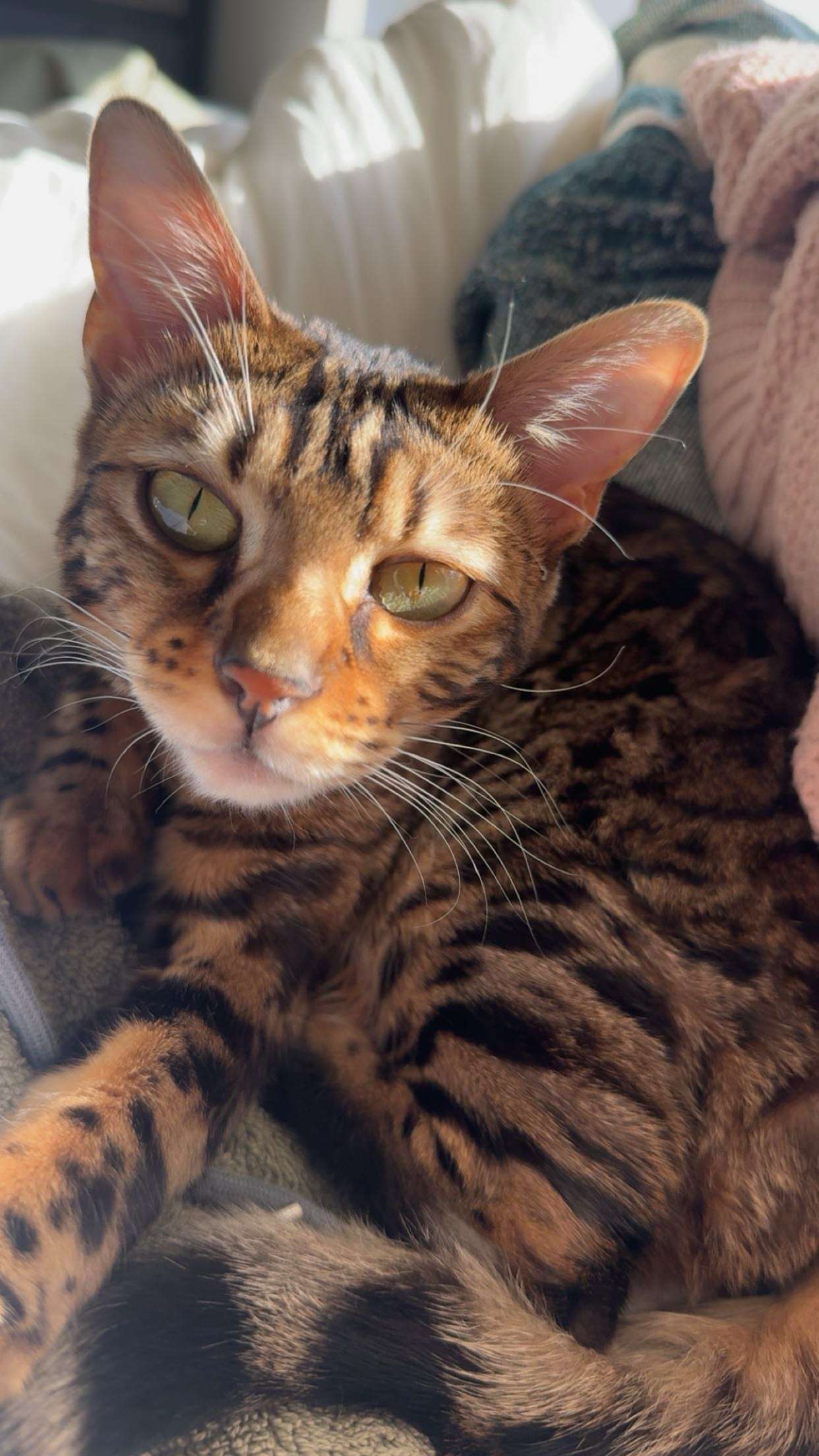 ameliabfit snapchat image archive image