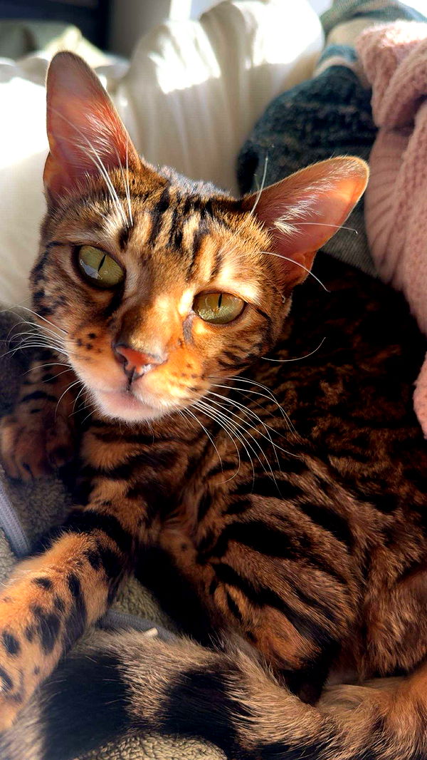 ameliabfit image ~ Altpins