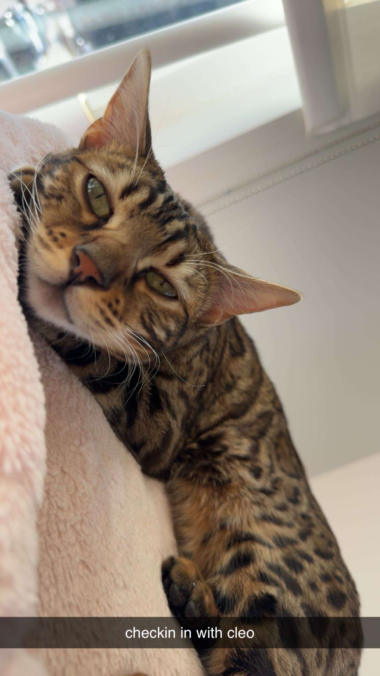 ameliabfit snapchat image archive image