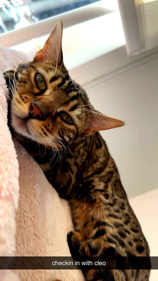 ameliabfit image ~ Altpins