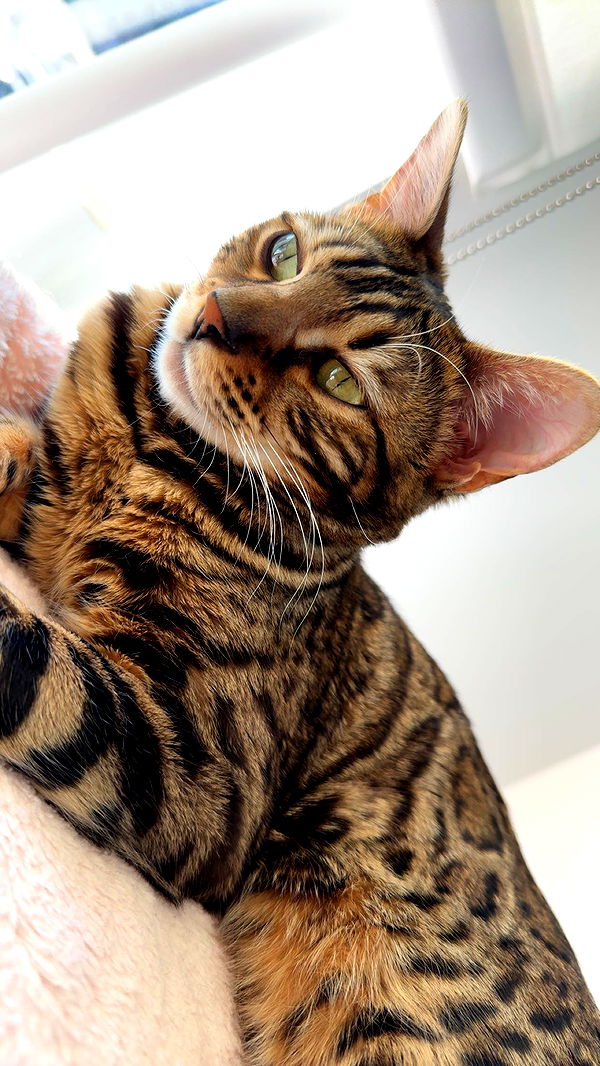 ameliabfit image ~ Altpins