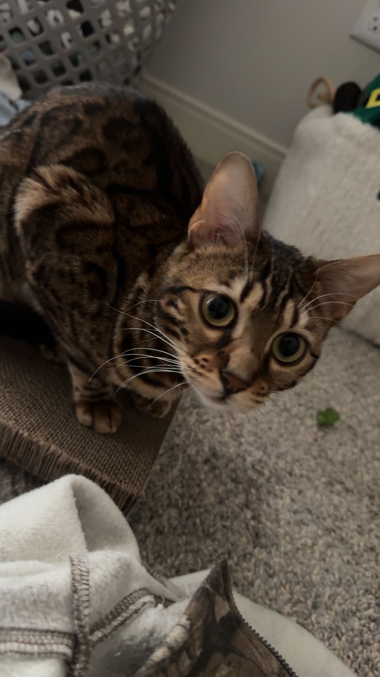 ameliabfit snapchat image archive image