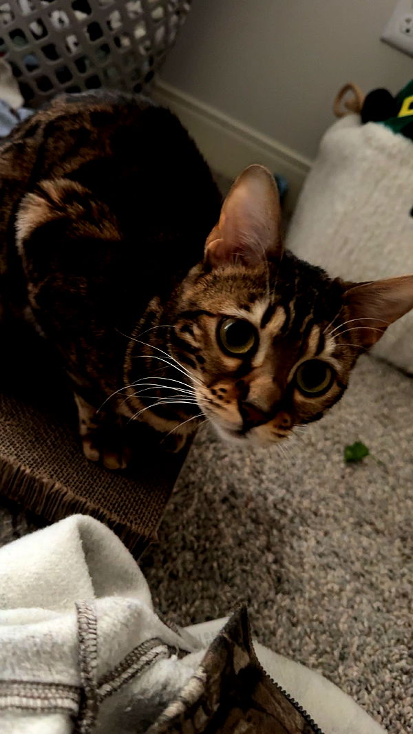 ameliabfit image ~ Altpins