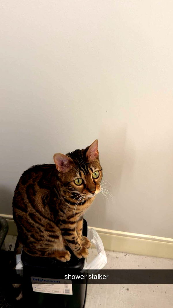 ameliabfit image ~ Altpins