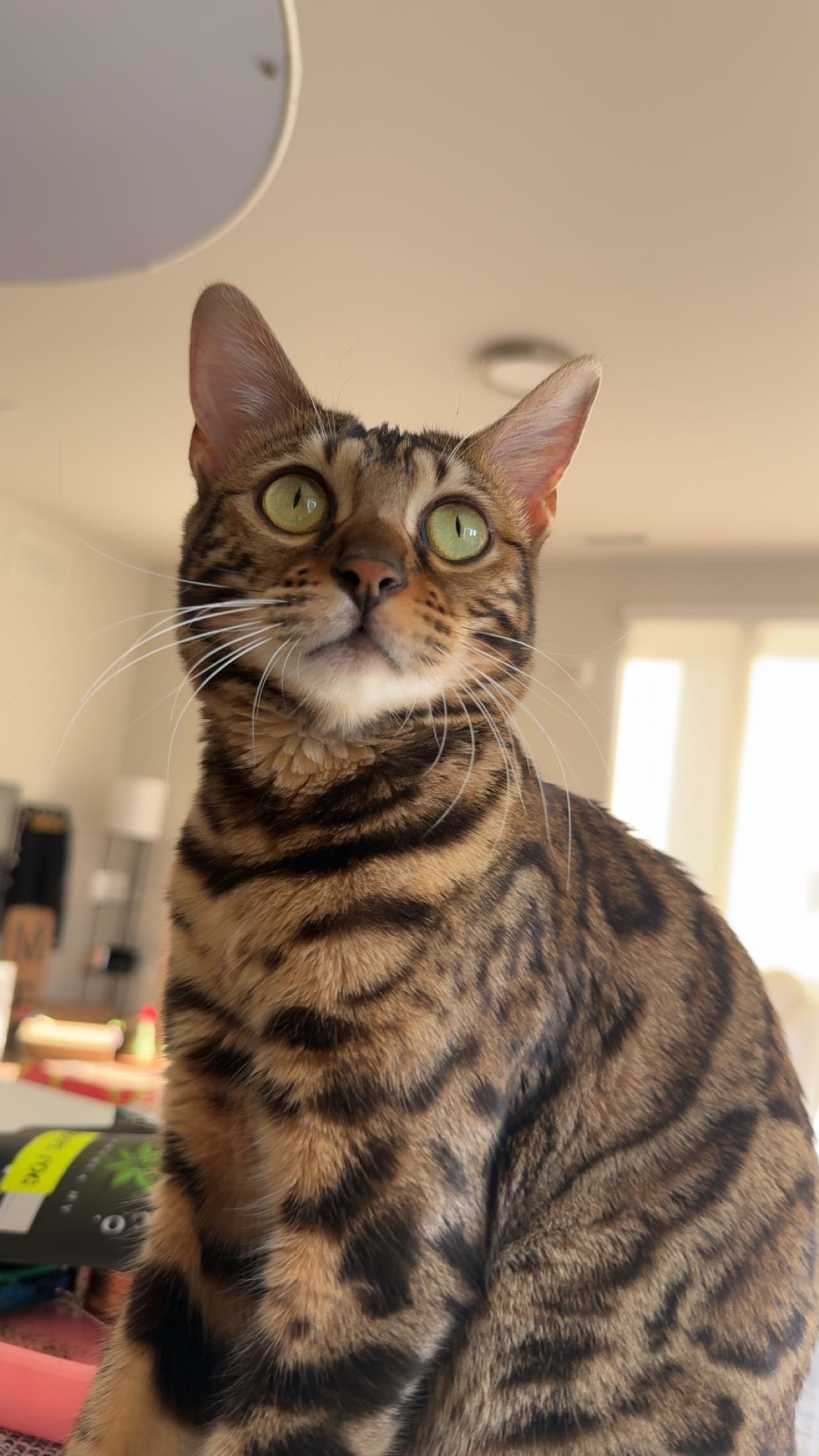 ameliabfit snapchat image archive image