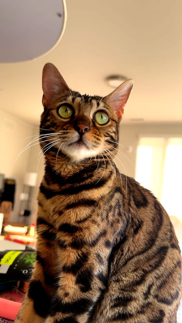 ameliabfit image ~ Altpins