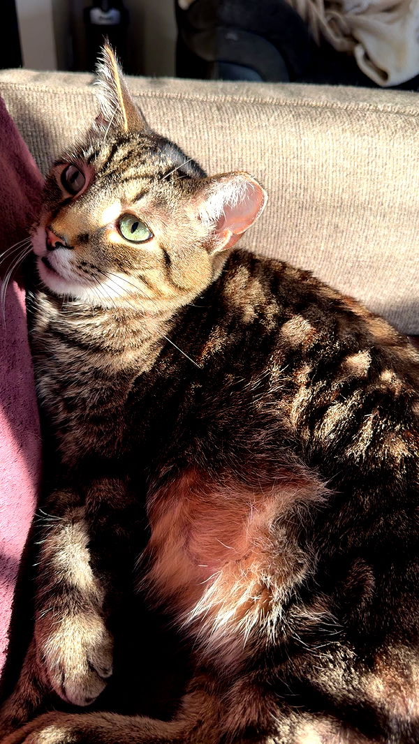 ameliabfit image ~ Altpins