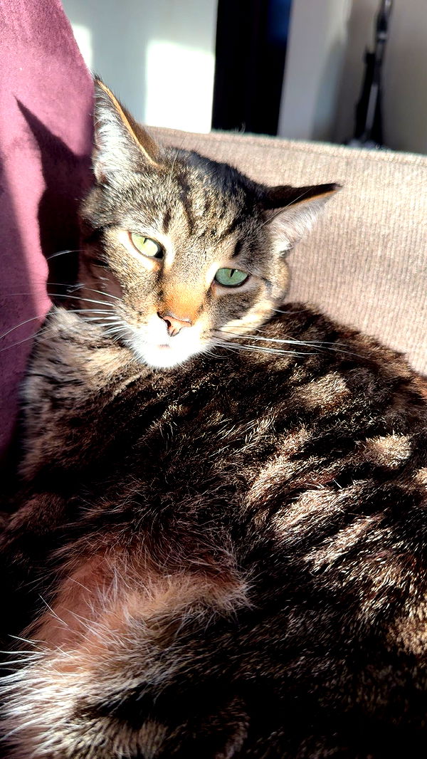 ameliabfit image ~ Altpins