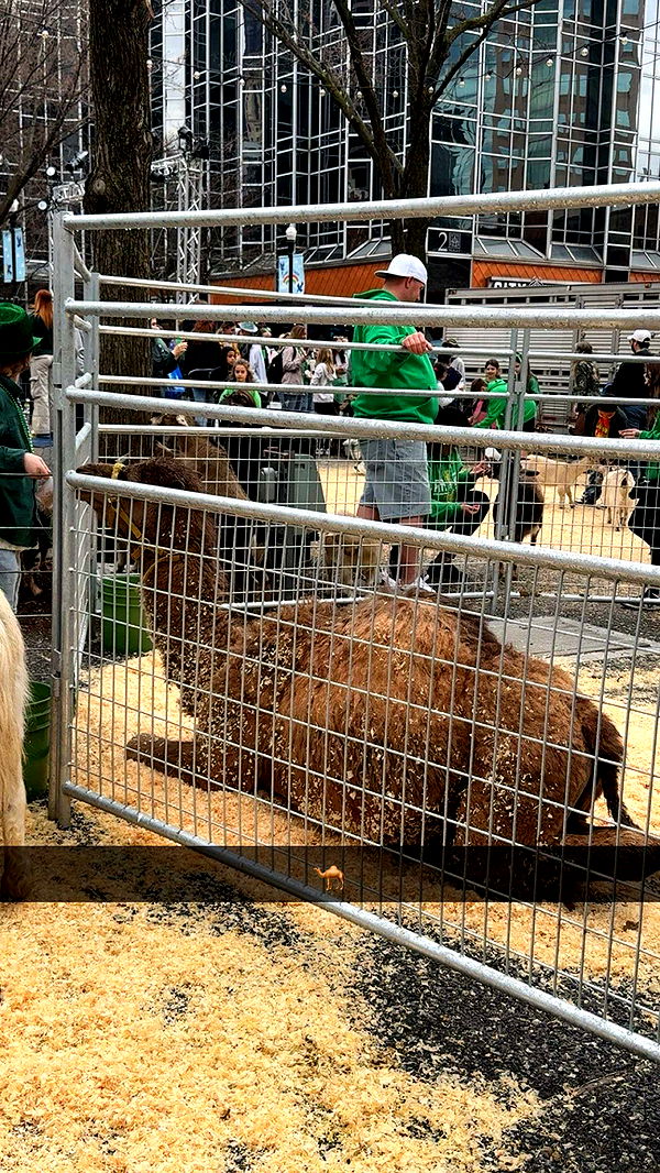 ameliabfit image ~ Altpins