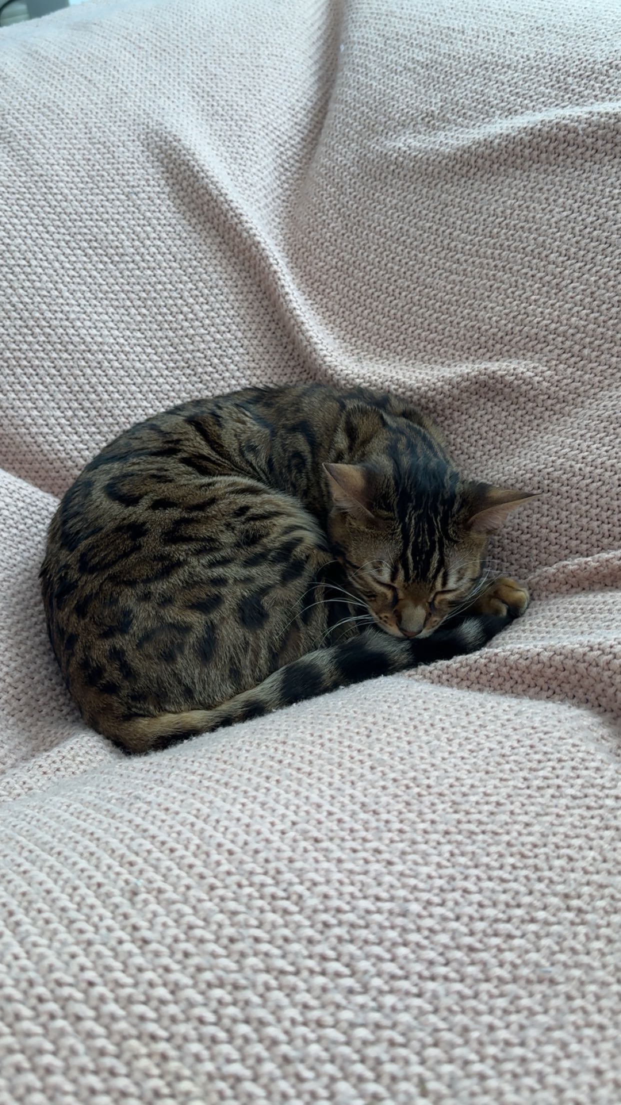 ameliabfit snapchat image archive image