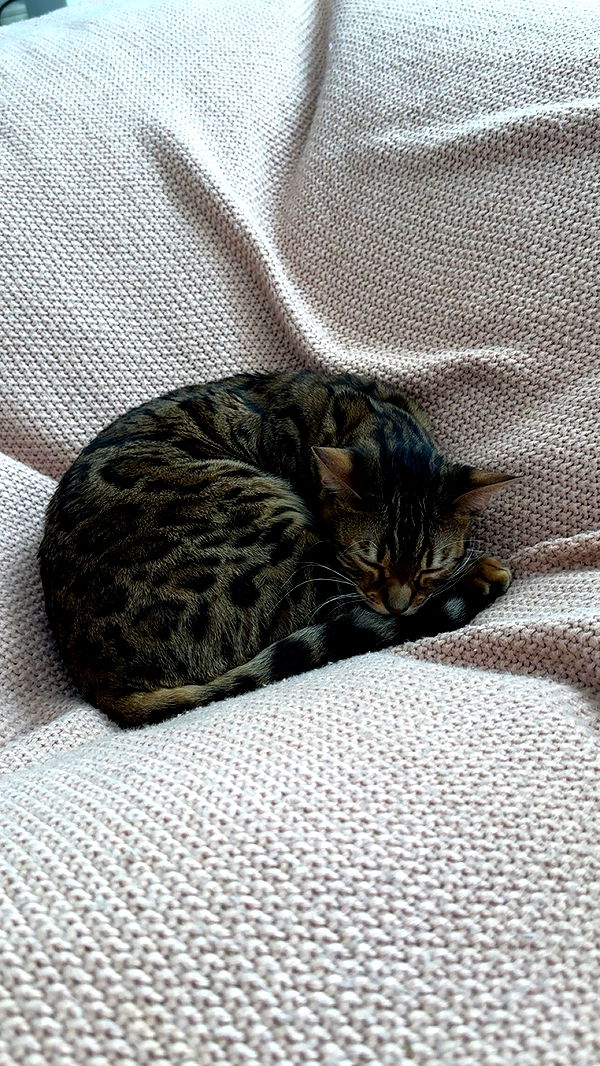 ameliabfit image ~ Altpins