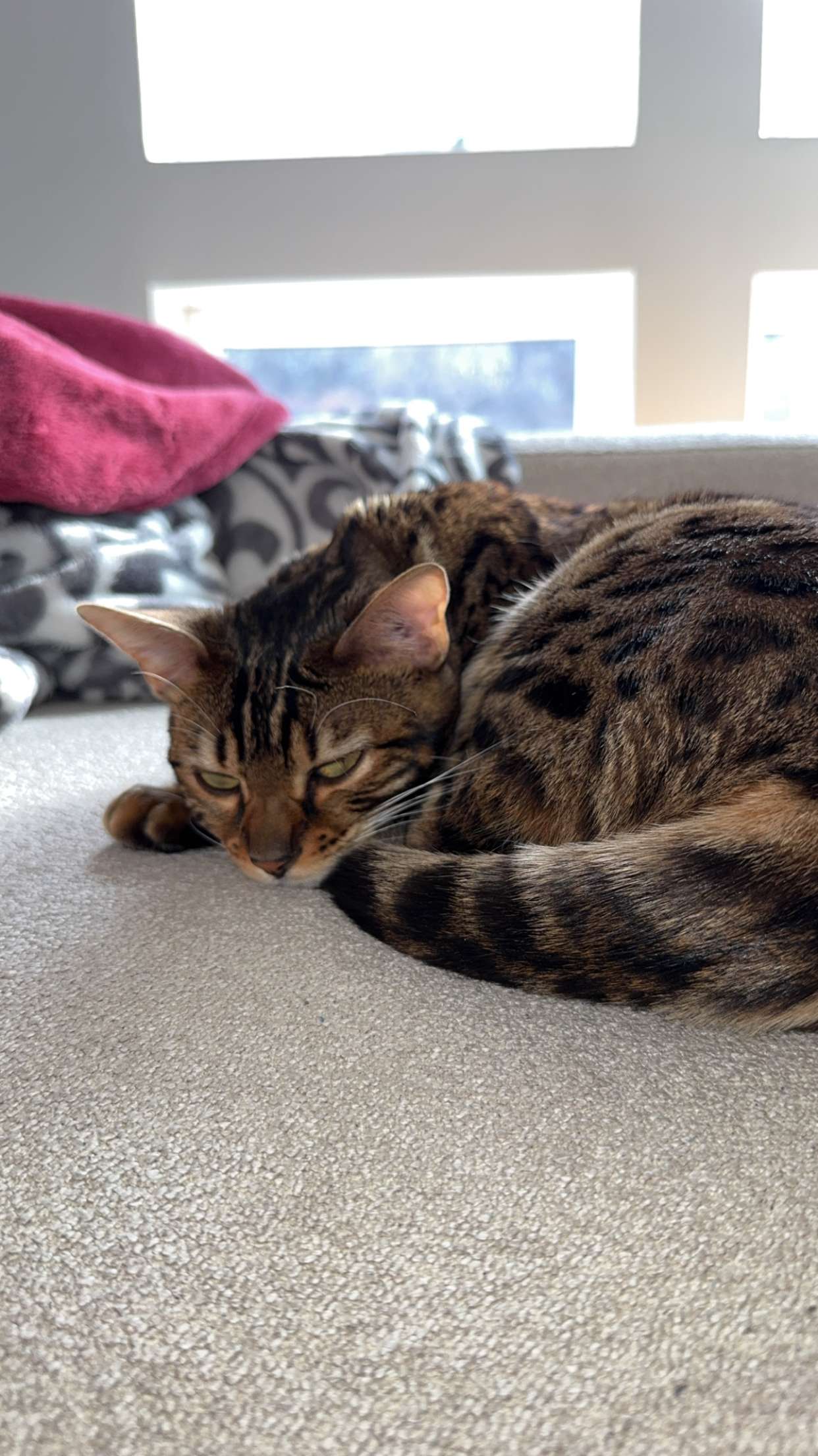 ameliabfit snapchat image archive image