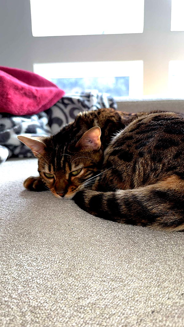 ameliabfit image ~ Altpins