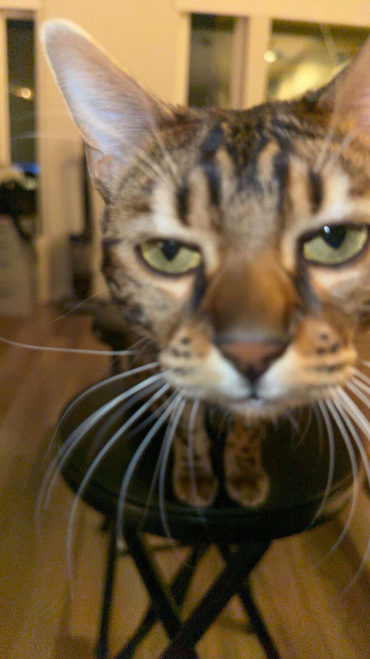 ameliabfit snapchat image archive image