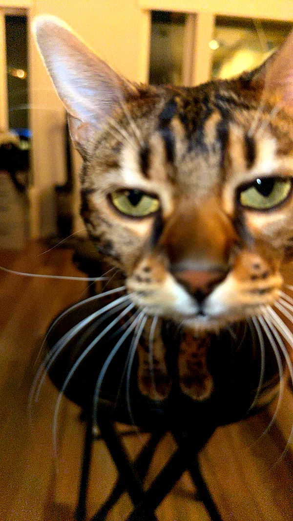 ameliabfit image ~ Altpins