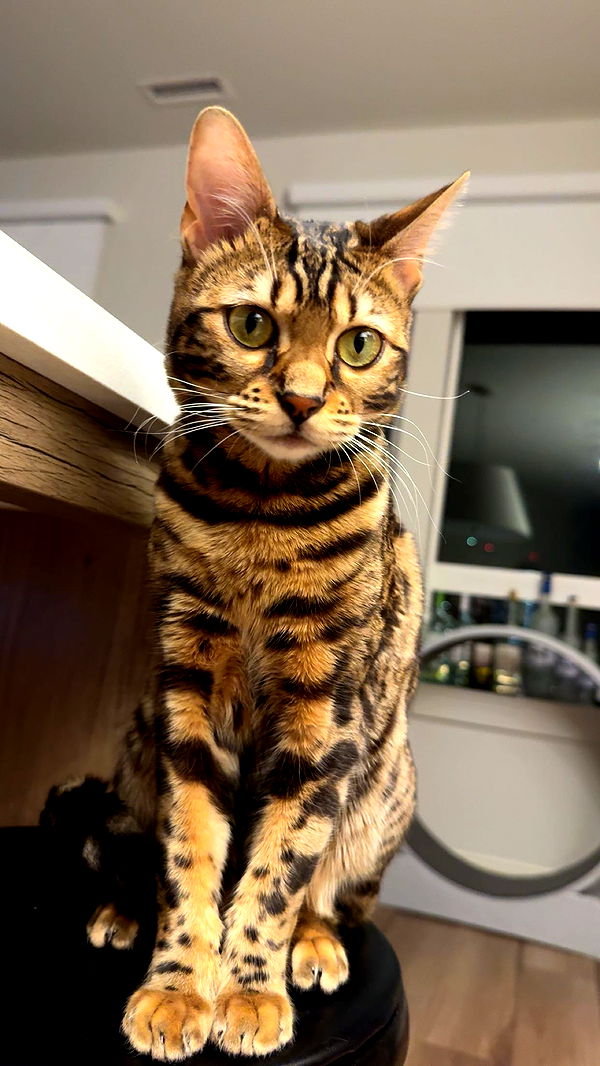 ameliabfit image ~ Altpins