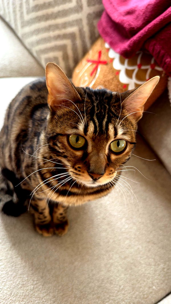 ameliabfit image ~ Altpins