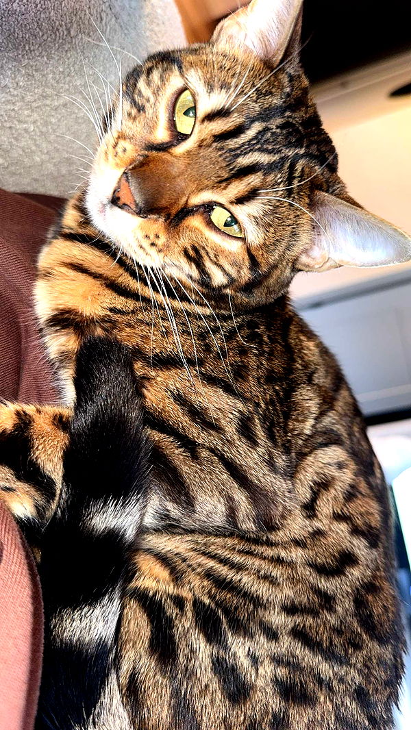 ameliabfit image ~ Altpins