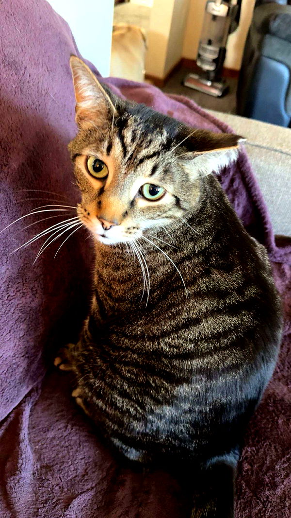 ameliabfit image ~ Altpins