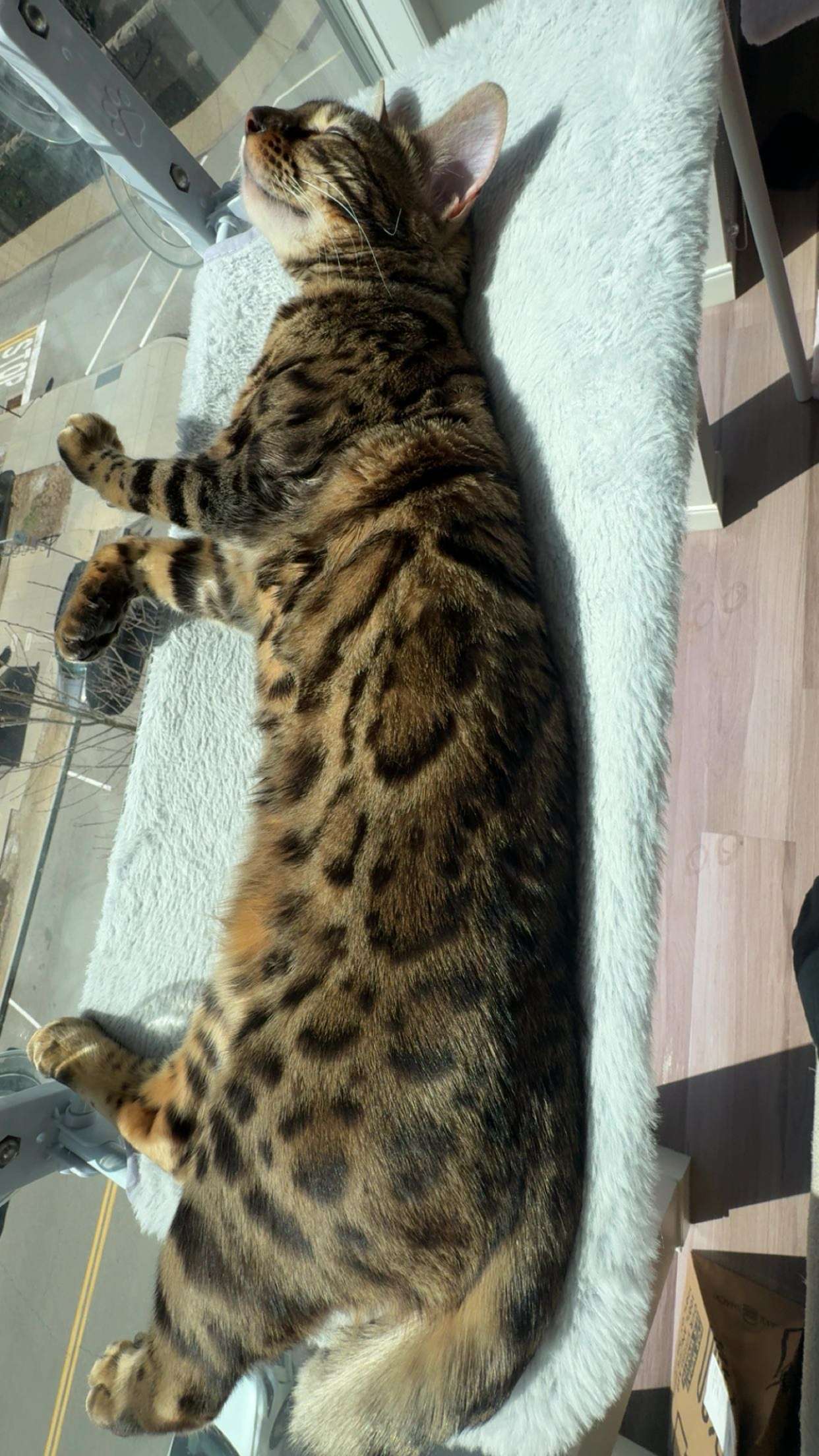 ameliabfit snapchat image archive image