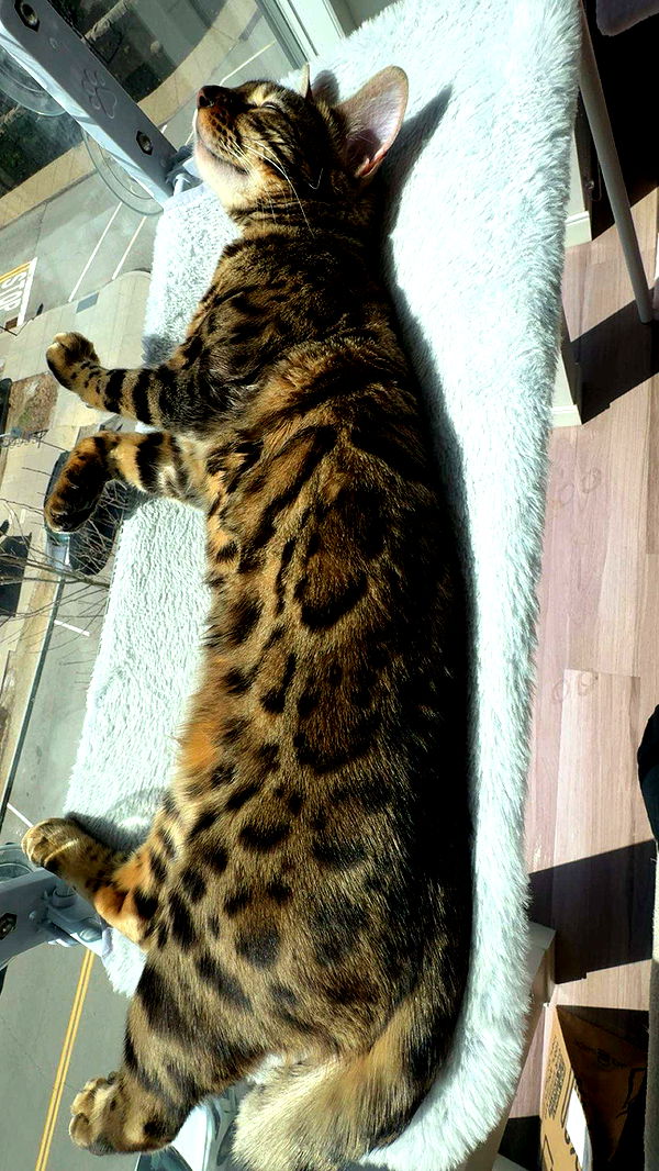 ameliabfit image ~ Altpins