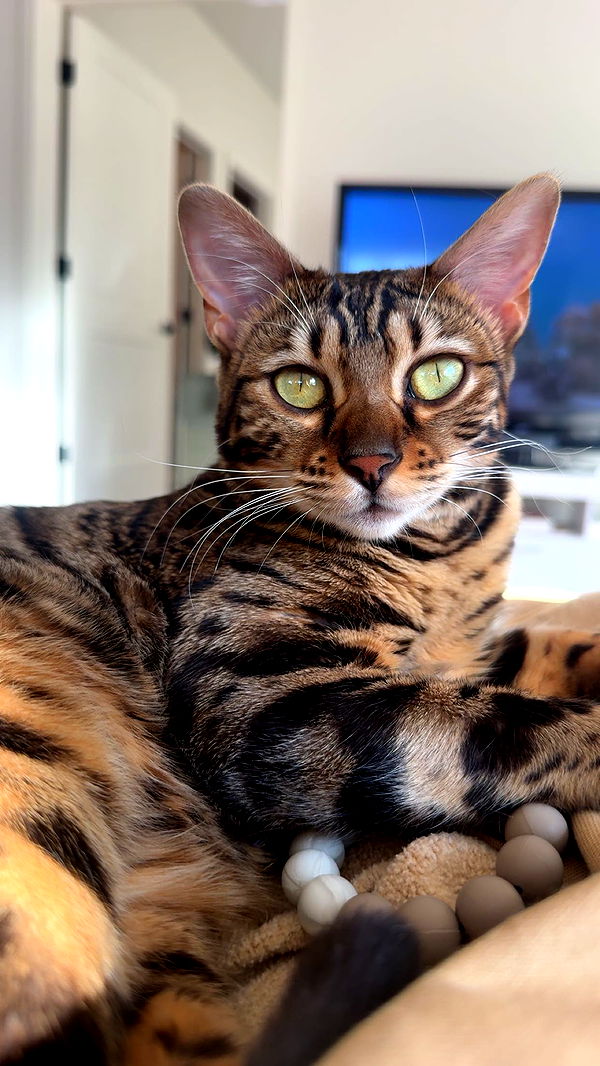 ameliabfit image ~ Altpins