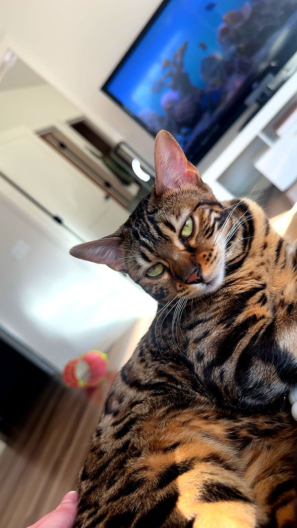 ameliabfit image ~ Altpins