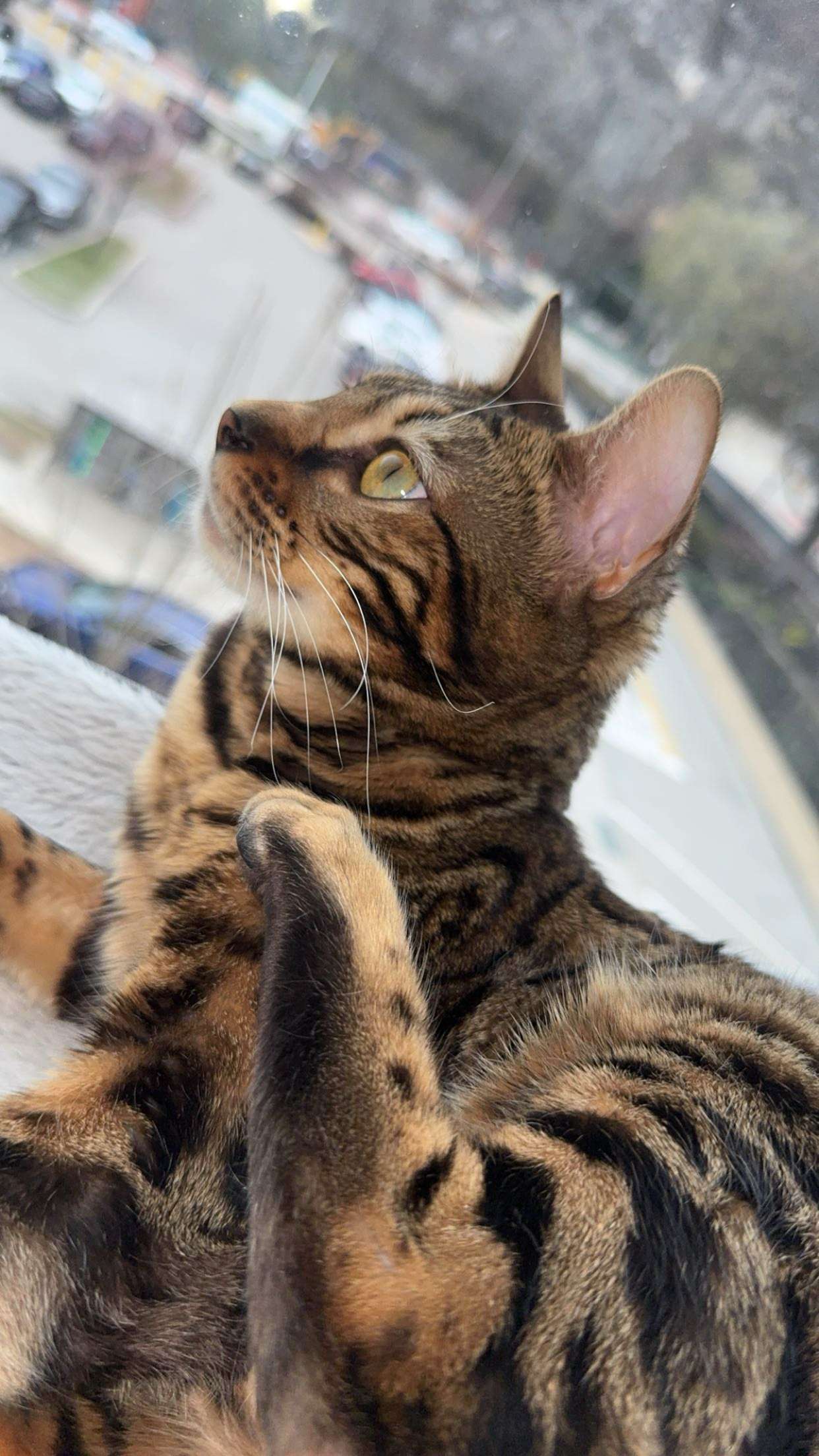 ameliabfit snapchat image archive image